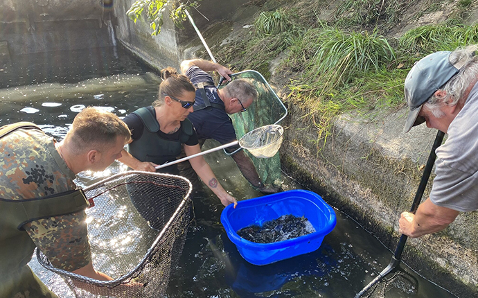 Fischrettung an Bocholter Aa