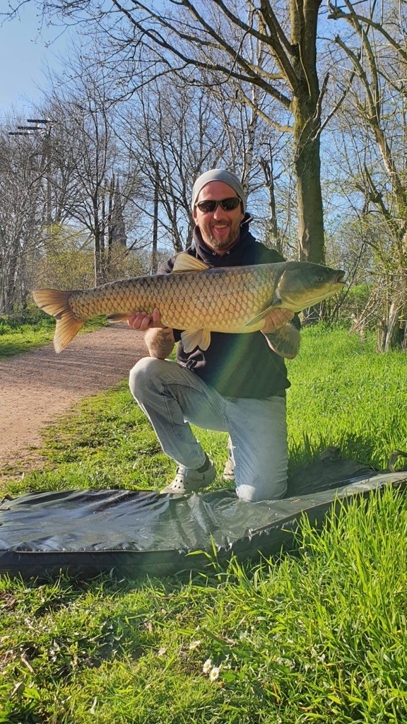 Karpfen an der Issel